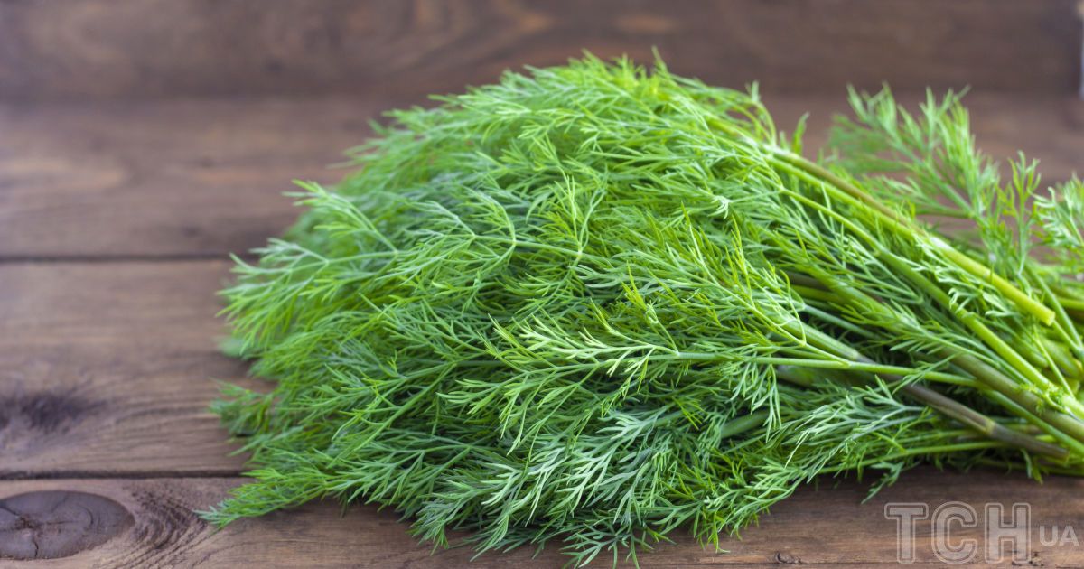 Как дольше сохранить свежесть укропа