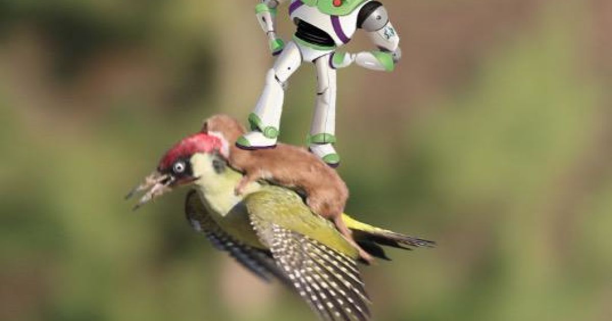 Фотограф Мартин Лемэй сделал замечательное фото ласки верхом на дятлі, а Интернет сразу отреагировал / © afp.com