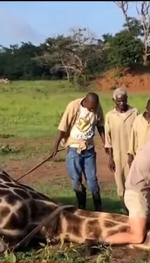 Визволяти жирафа з металевих тенет довелося команді рятувальників у заповіднику Конго