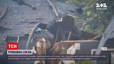 Новини світу: в американському штаті сосна впала на будинок і практично розрізала його навпіл