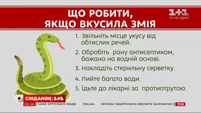 Наскільки небезпечні змії в Україні і що робити у випадку укусу