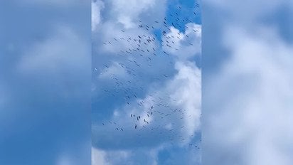 Лелеки влаштували неймовірне видовище в небі над Україною
