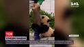 Более 4 миллионов человек посмотрели видео с пандой с южнокорейского зоопарка