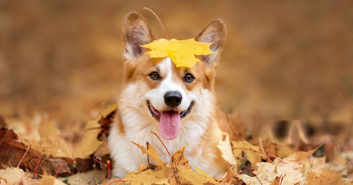 Собака в осінньому листі