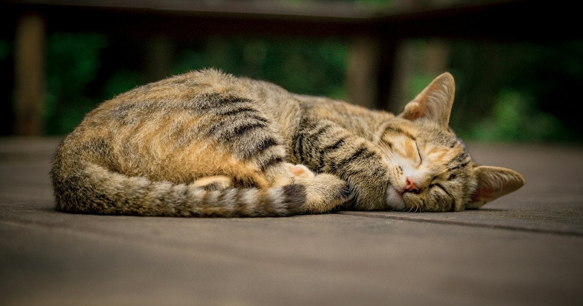 Поза «котячої креветки»
