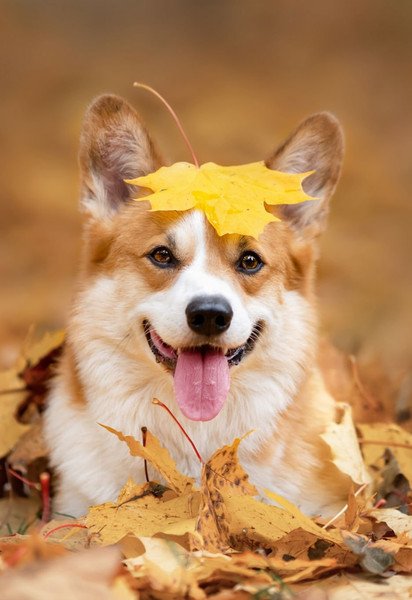 Чоловік образив пса