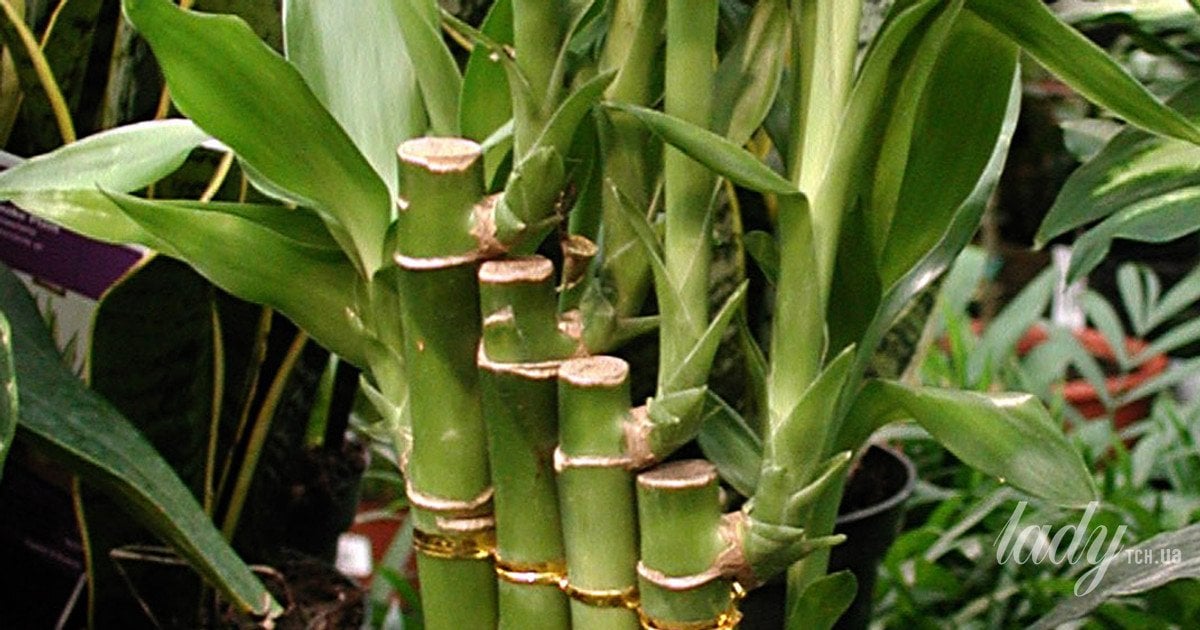 Щасливий бамбук