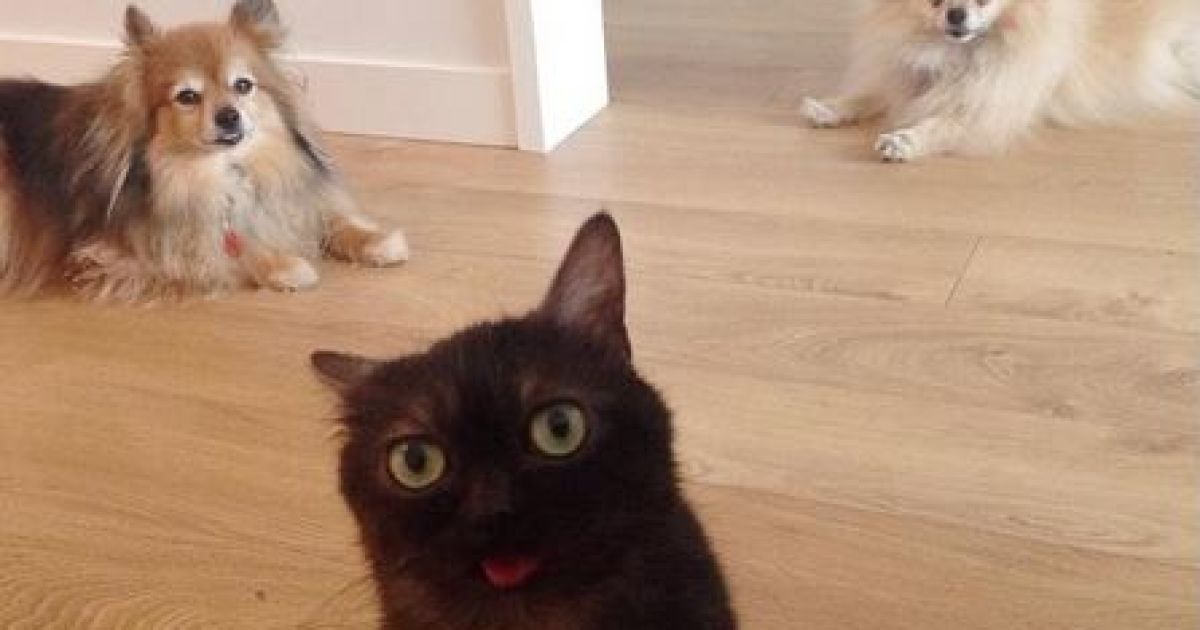 Магу имеет врожденный порок челюсти / © instagram.com/mrmagoothecat