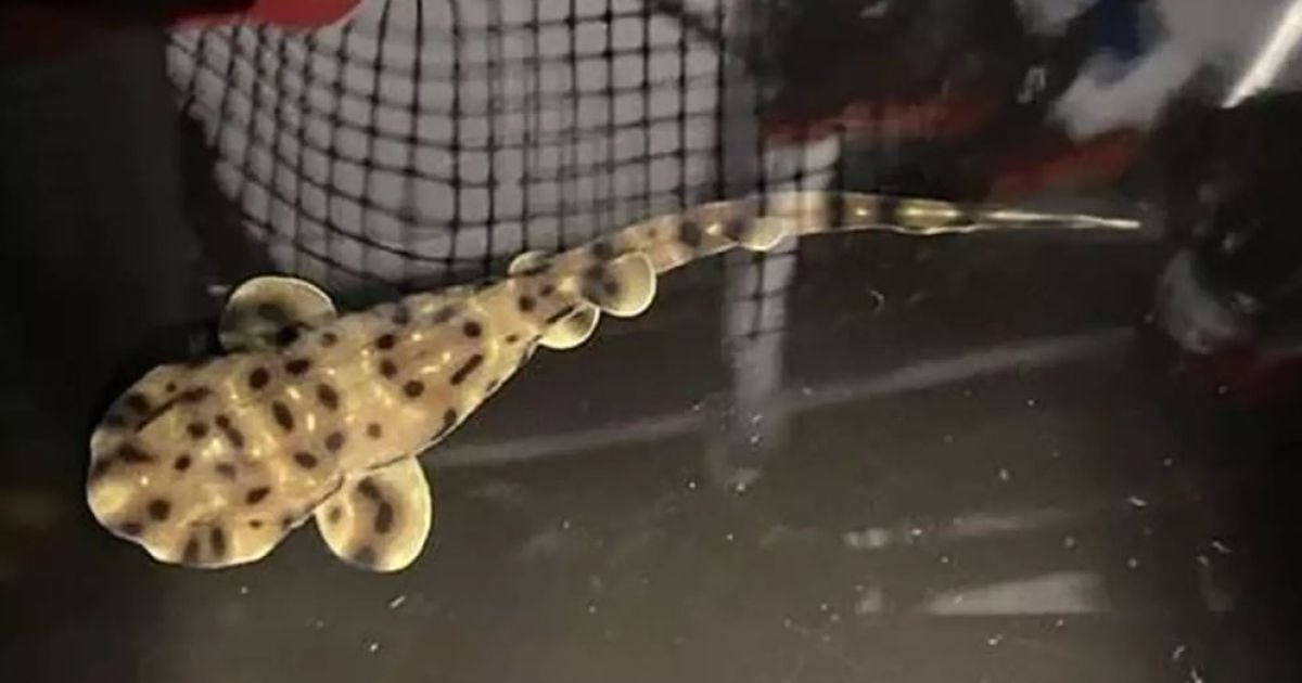 Акула народила в акваріумі без самця / Фото: Shreveport Aquarium