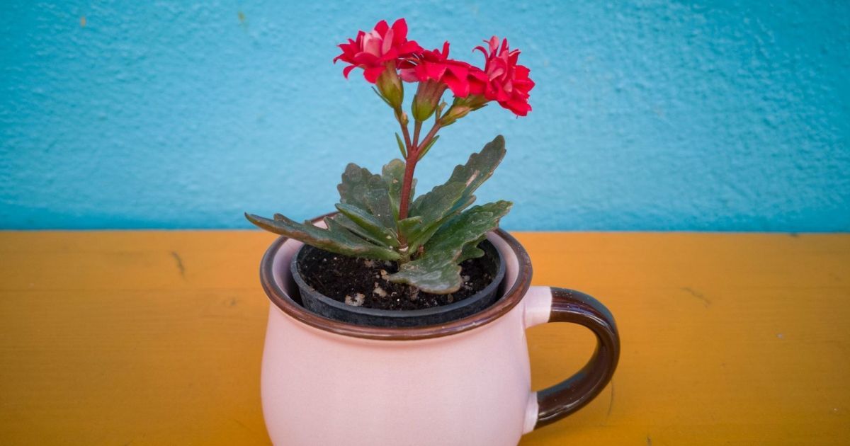 Для чего можно использовать гранатовые корки