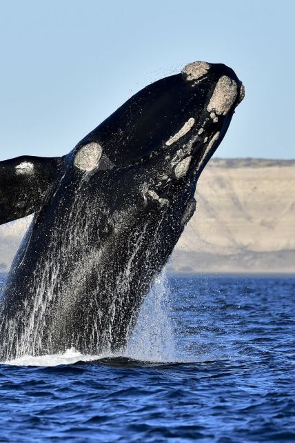 Биологам впервые удалось записать песню редчайших в мире китов: как она звучит и почему на самом деле печальна
