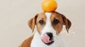 Можно ли давать собакам апельсины и мандарины