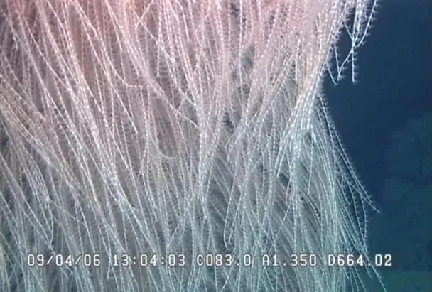  Iridogorgia chewbacca. / © popsci.com