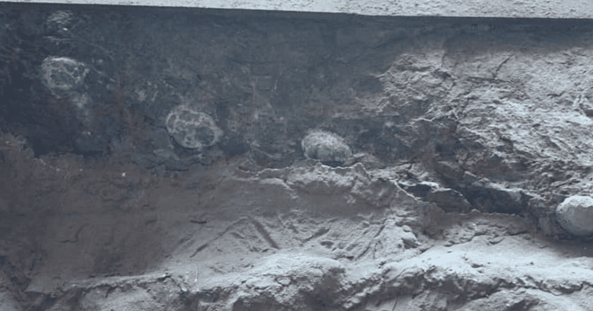 Яйца динозавров