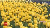 В дендропарке Кропивницкого расцвели более трех миллионов тюльпанов