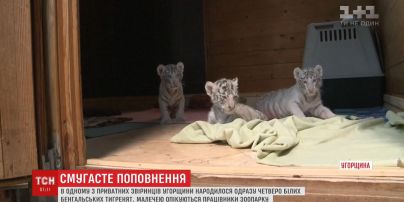 В частном зверинце Венгрии родились сразу четверо белых бенгальских тигрят