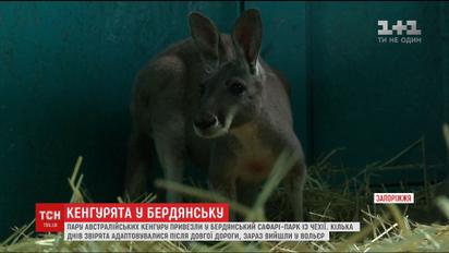 В Бердянском сафари-парке появилась пара австралийских кенгуру