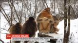У китайському зоопарку показали, як тварини радіють першим снігопадам
