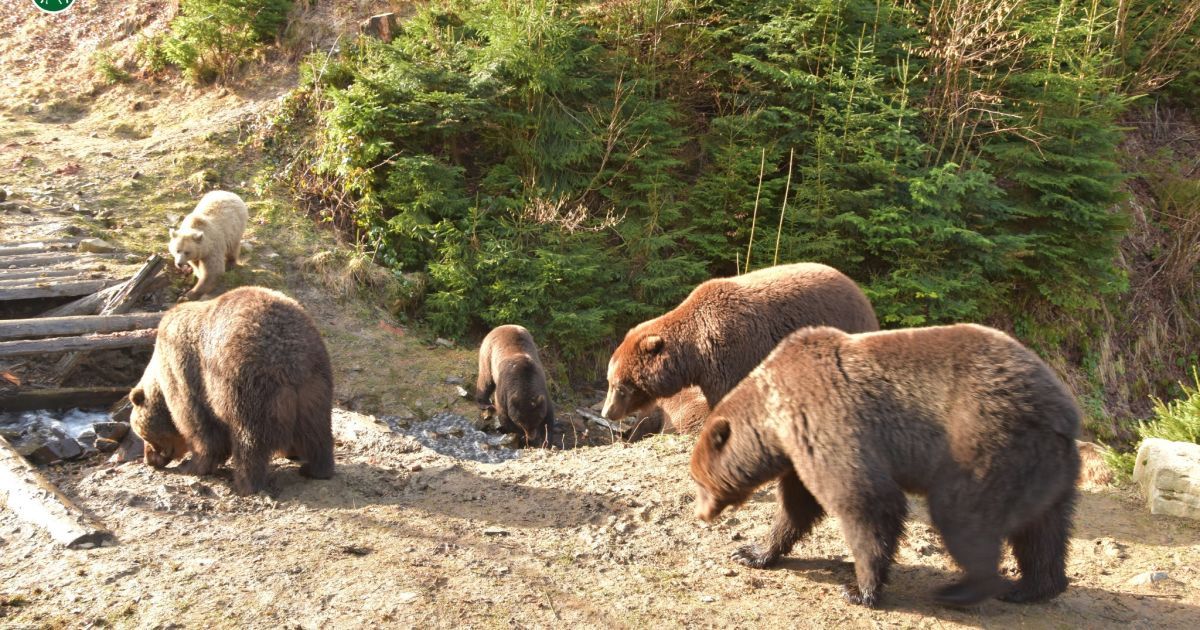В Карпатах ведмеді виходять із зимової сплячки