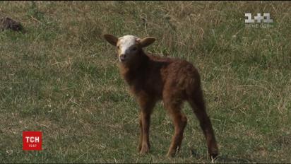 Голод і спрага: на Житомирщині півтисячі овець потерпають від недогляду власника