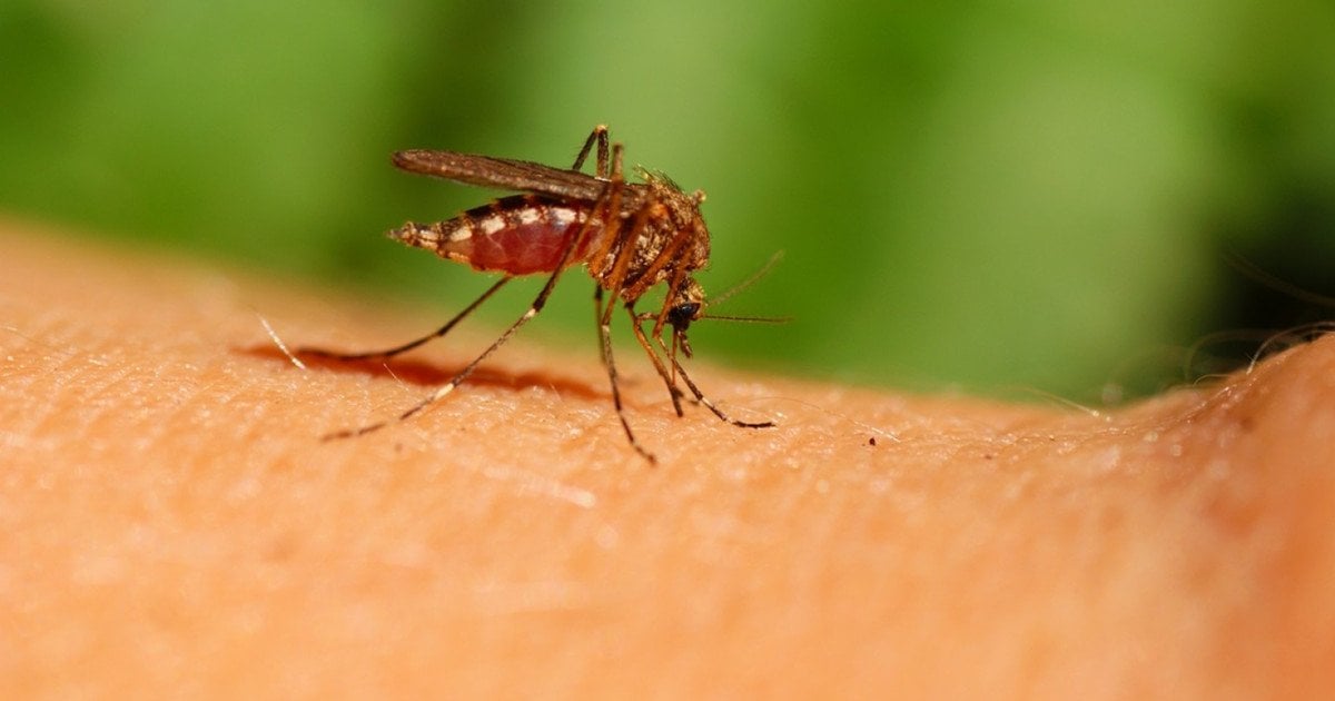 У чоловіка виявили гарячку Денге, яку переносять комарі
