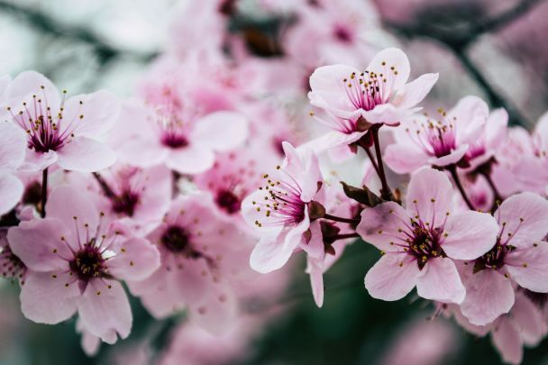 Народні прикмети 20 квітня / © Pexels