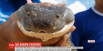 Тайский охотник за змеями поймал 4-метровую кобру голыми руками
