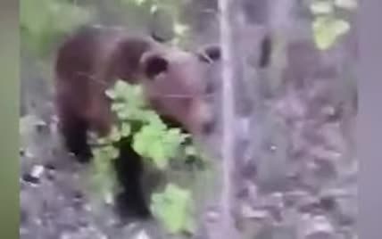 Ведмідь напав на росіянина, який провокував і переслідував його у лісі