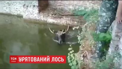 На Чорнобильській АЕС урятували лося з водойми