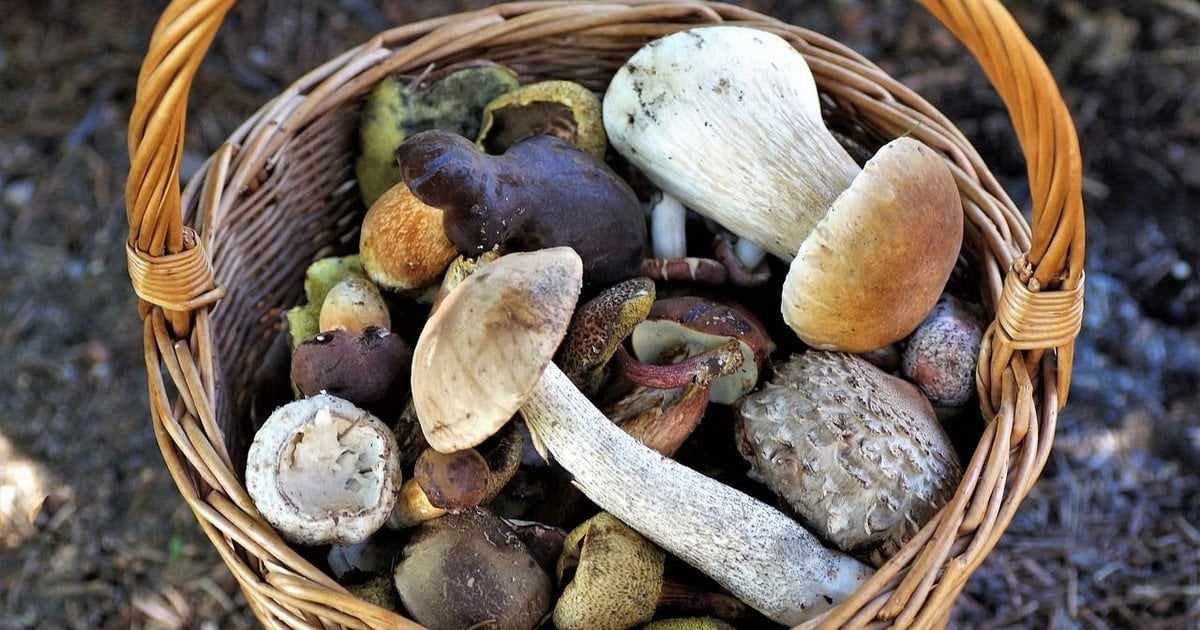 Де збирати гриби на Київщині