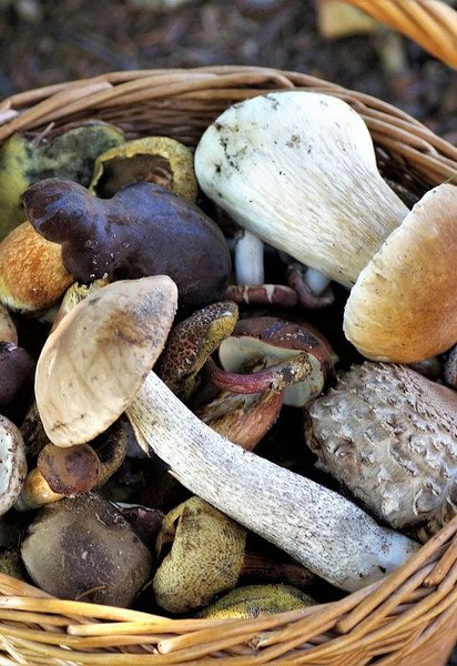 Где собирать грибы в Киевской области