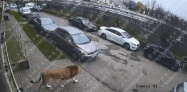 В Хмельницком лев гулял во дворе местных жителей: появилось видео