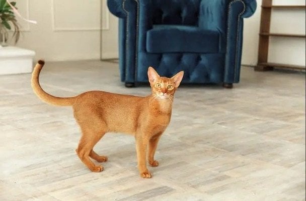 Абіссінська кішка// фото: digirl.com.ua