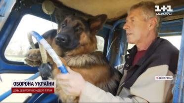 Пригоди вівчарок Фанти і Спрайту стають вірусними в соціальних мережах