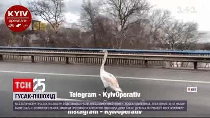 У столиці проспектом Бандери неквапливо прогулювався гусак | Новини України