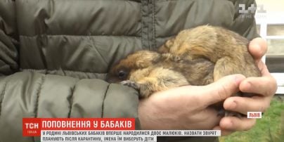 Двое малышей родилось в семье львовских народных сурков-синоптиков