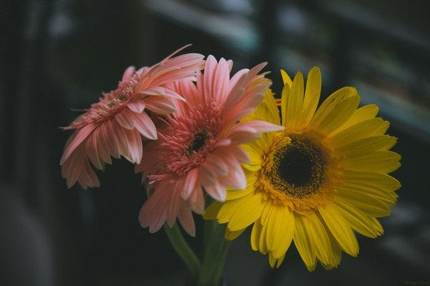 День ангела 21 листопада — душевні привітання в прозі / © unsplash.com
