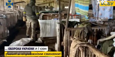 Нашли себе подобных: россияне жили вместе со свиньями на Херсонщине