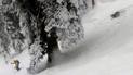 Лыжники сняли на видео опасную встречу со снежным барсом в Индии