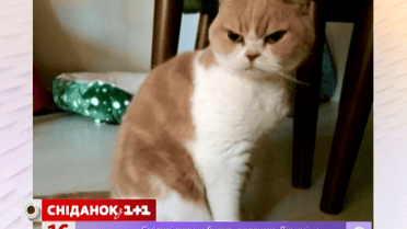 У мережі з'явилась нова "похмура королева"