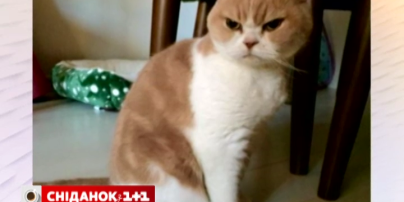 Рыжая "мрачная" кошка из Японии бьет рекорды популярности в Сети