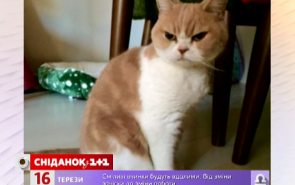 Рыжая "мрачная" кошка из Японии бьет рекорды популярности в Сети