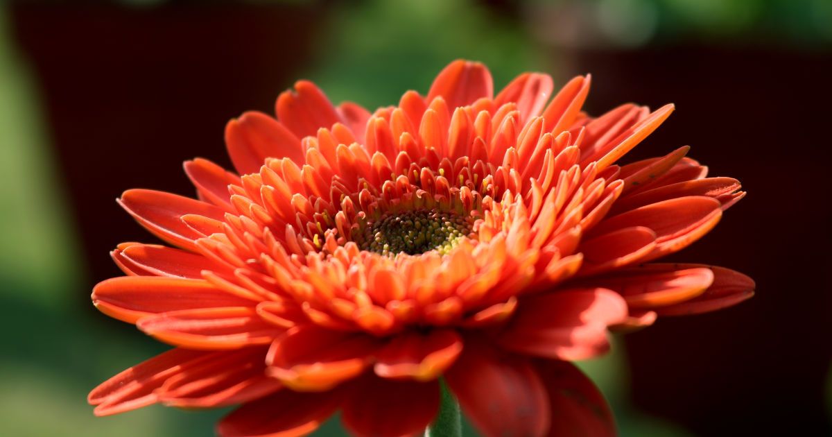 Какой многолетник будет цвести целое лето