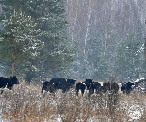 Дикие коровы под Чернобылем успешно пережили зиму / © Чорнобильський радіаційно-екологічний біосферний заповідник