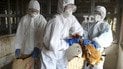До України повернувся пташиний грип - під Миколаєвом село закрили на карантин
