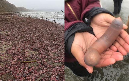 В Калифорнии на берег выбросило тысячи похожих на половой орган червей. Юзеры делятся снимками