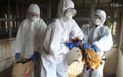 В Україні вперше за останні три роки зафіксували масові випадки пташиного грипу