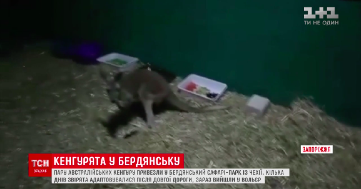 В Бердянском зоопарке появилась пара кенгуру