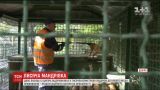 Двух лисиц из Днепра переселят в реабилитационный центр диких животных на Прикарпатье