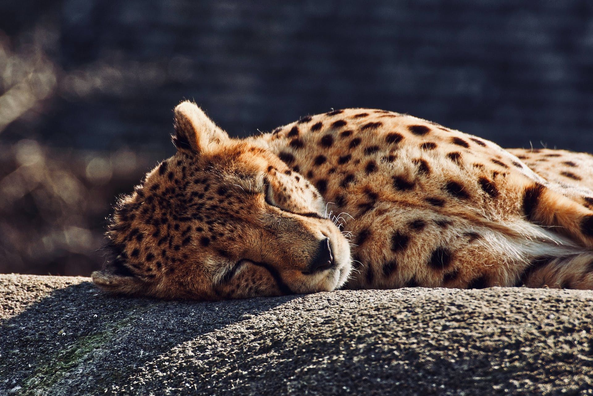 4 грудня Міжнародний день гепарда / © Pexels